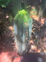 👑🌶️🌶️ Pala — 9” Tip Again