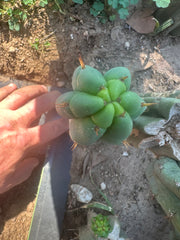💎👑🌶️🌶️ Austy’s Bomb — 8” Pup