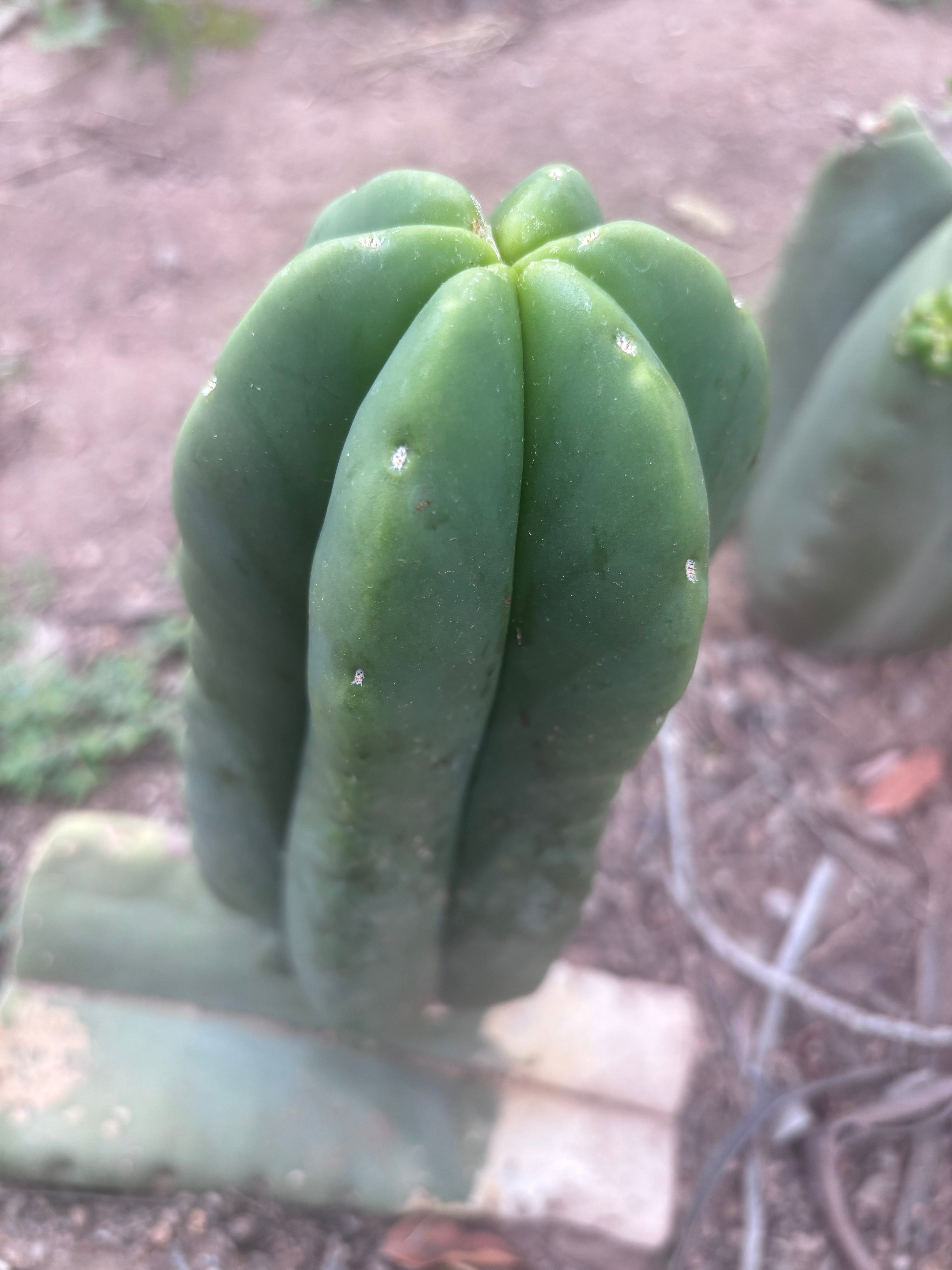 💎👑💎🌶️ Ferah — XL Pup