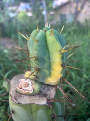 💎👑💎🌶️ MJC01  — Jumbo Graft with Fat Pup (Rootstock is Hammer)