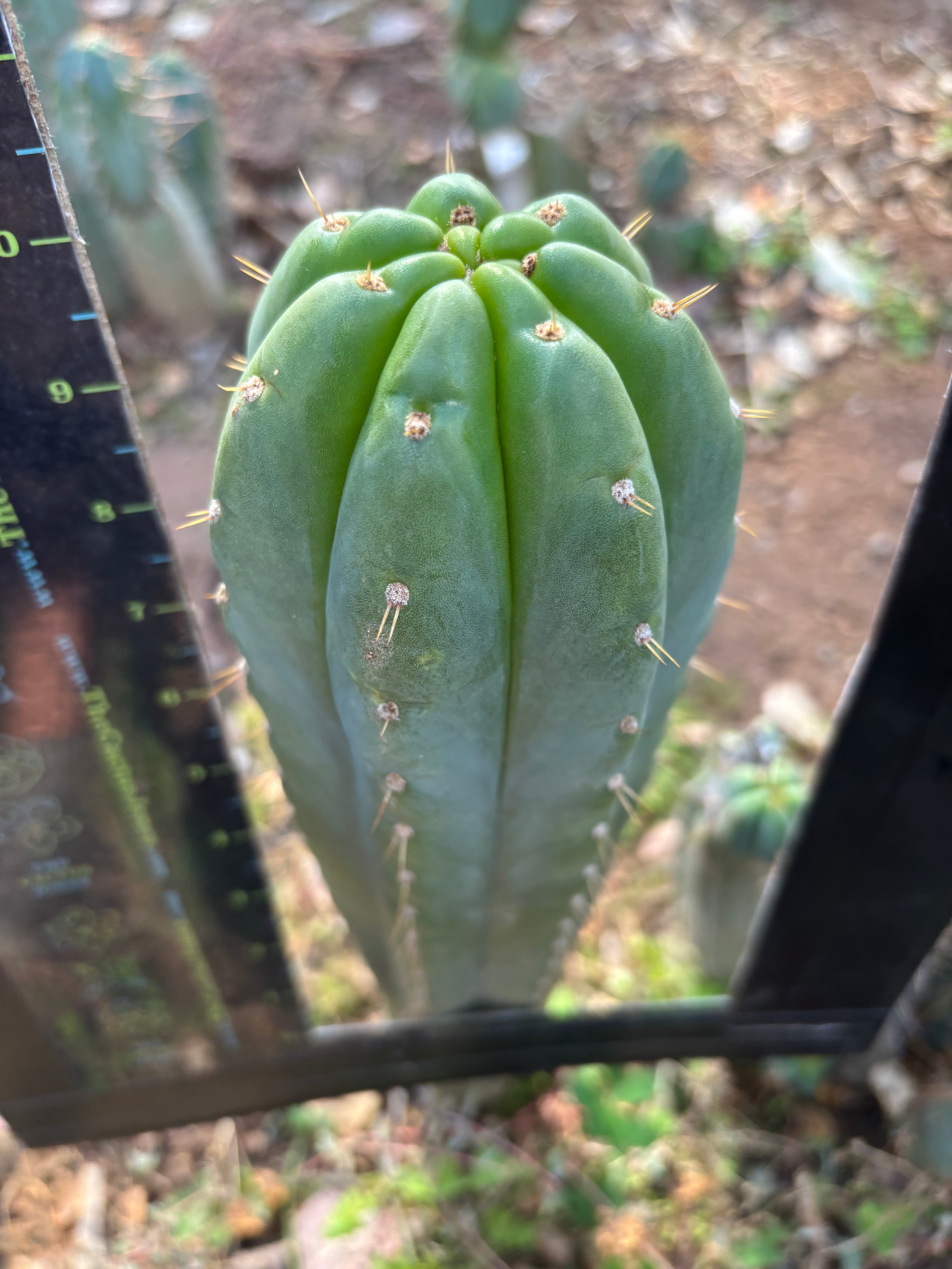 👑 Yowie — Thick 10” Tip