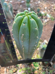 👑 Yowie — Thick 10” Tip