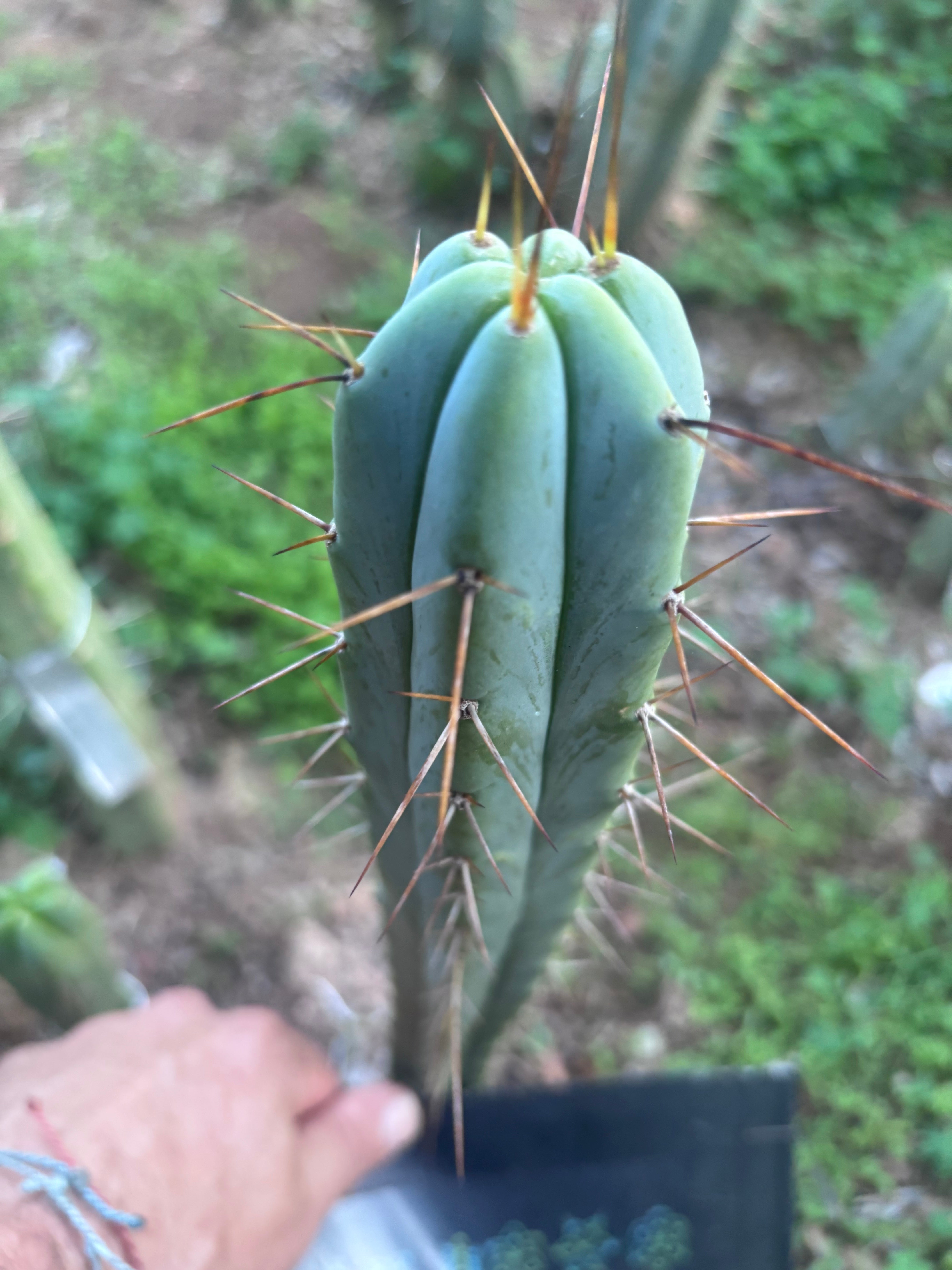 🌶️ Medicine Man x SS02  — 10” Tip