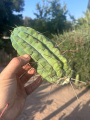 🌶️🌶️⚠️ E.R. — 8” Grenade