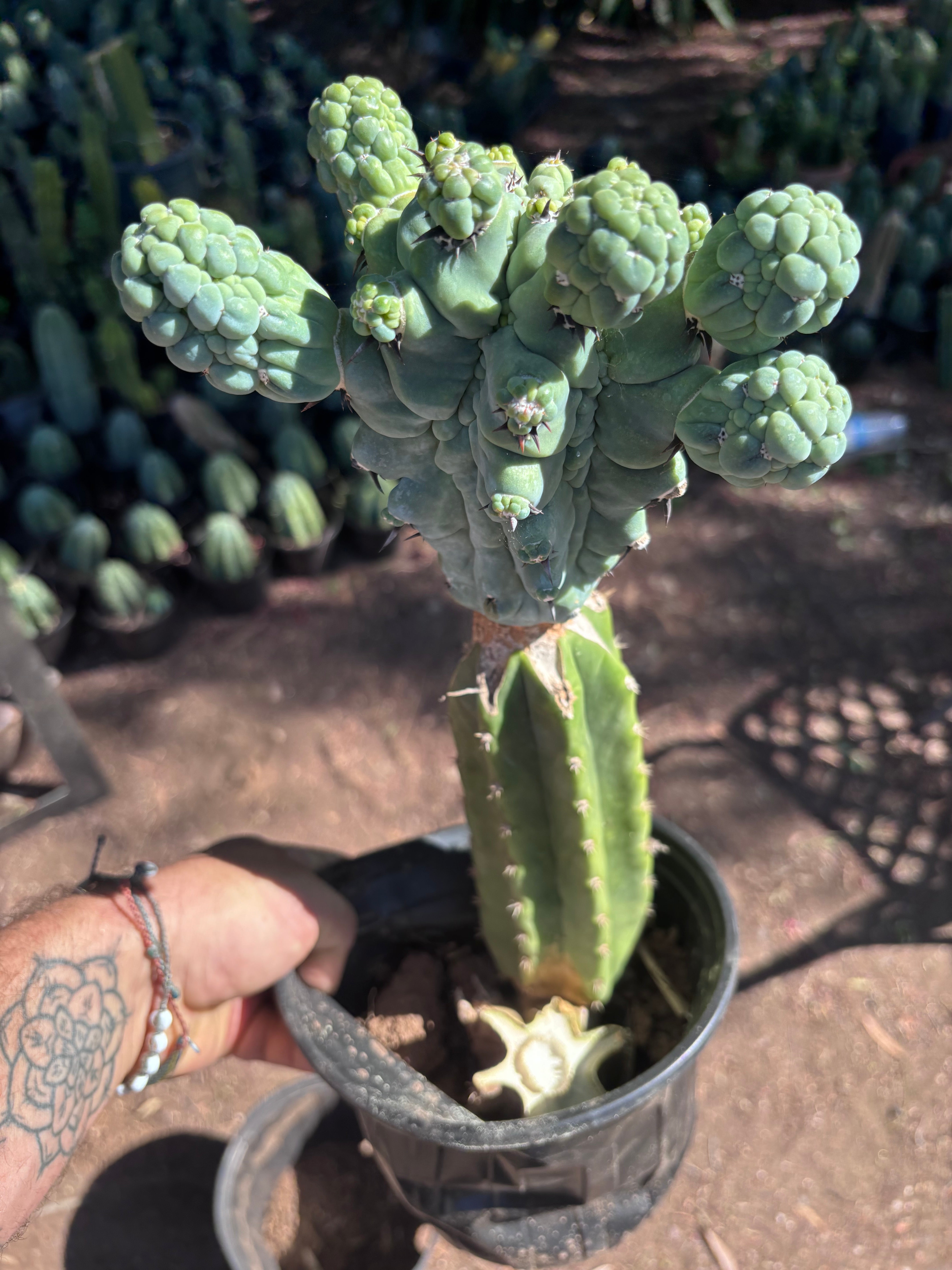 💎👑💎 Glorp — XL Rooted Pupsplosion Graft