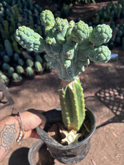 💎👑💎 Glorp — XL Rooted Pupsplosion Graft