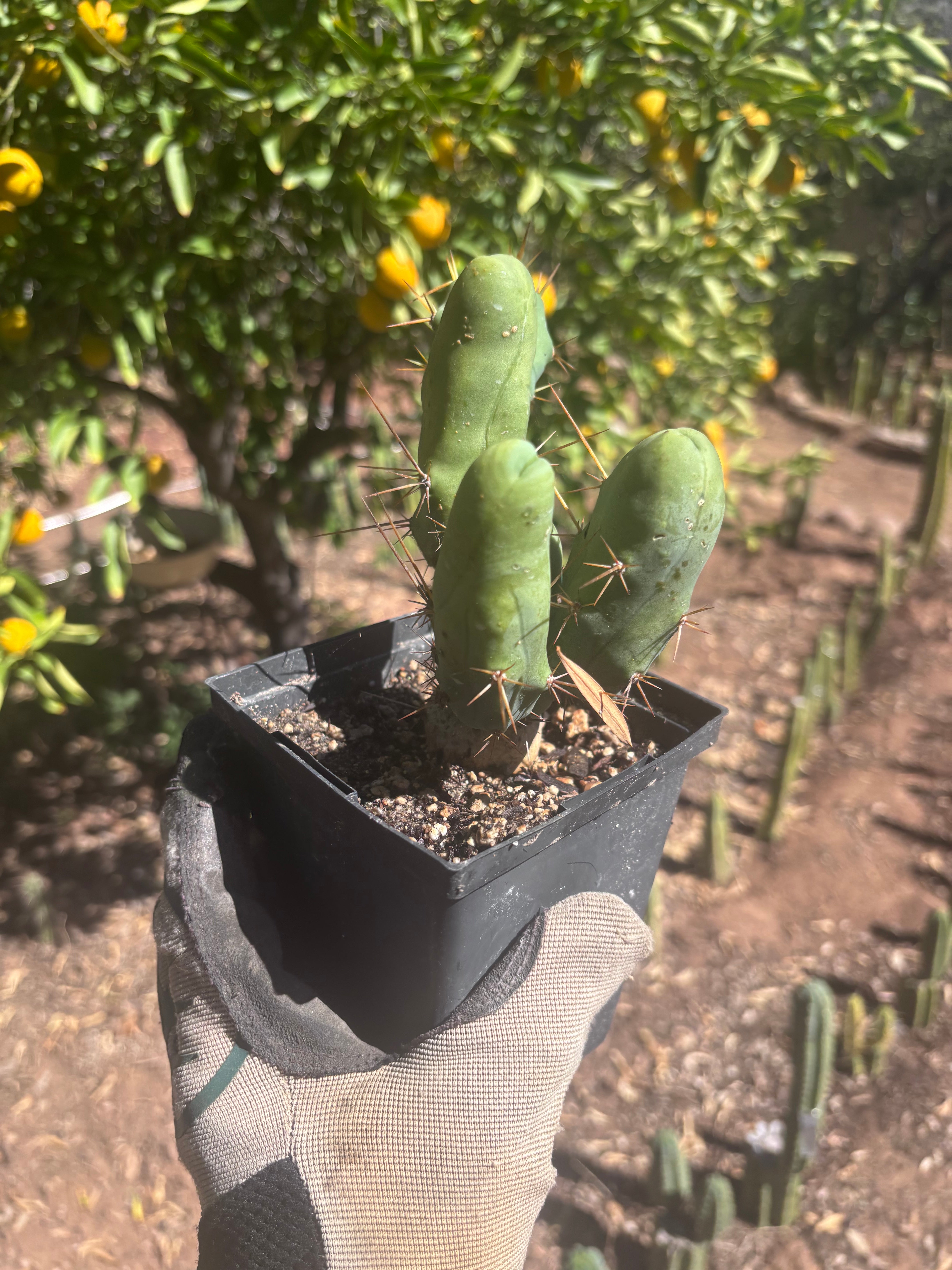 👑🌶️🌶️  TBM Clone B — Fully Rooted