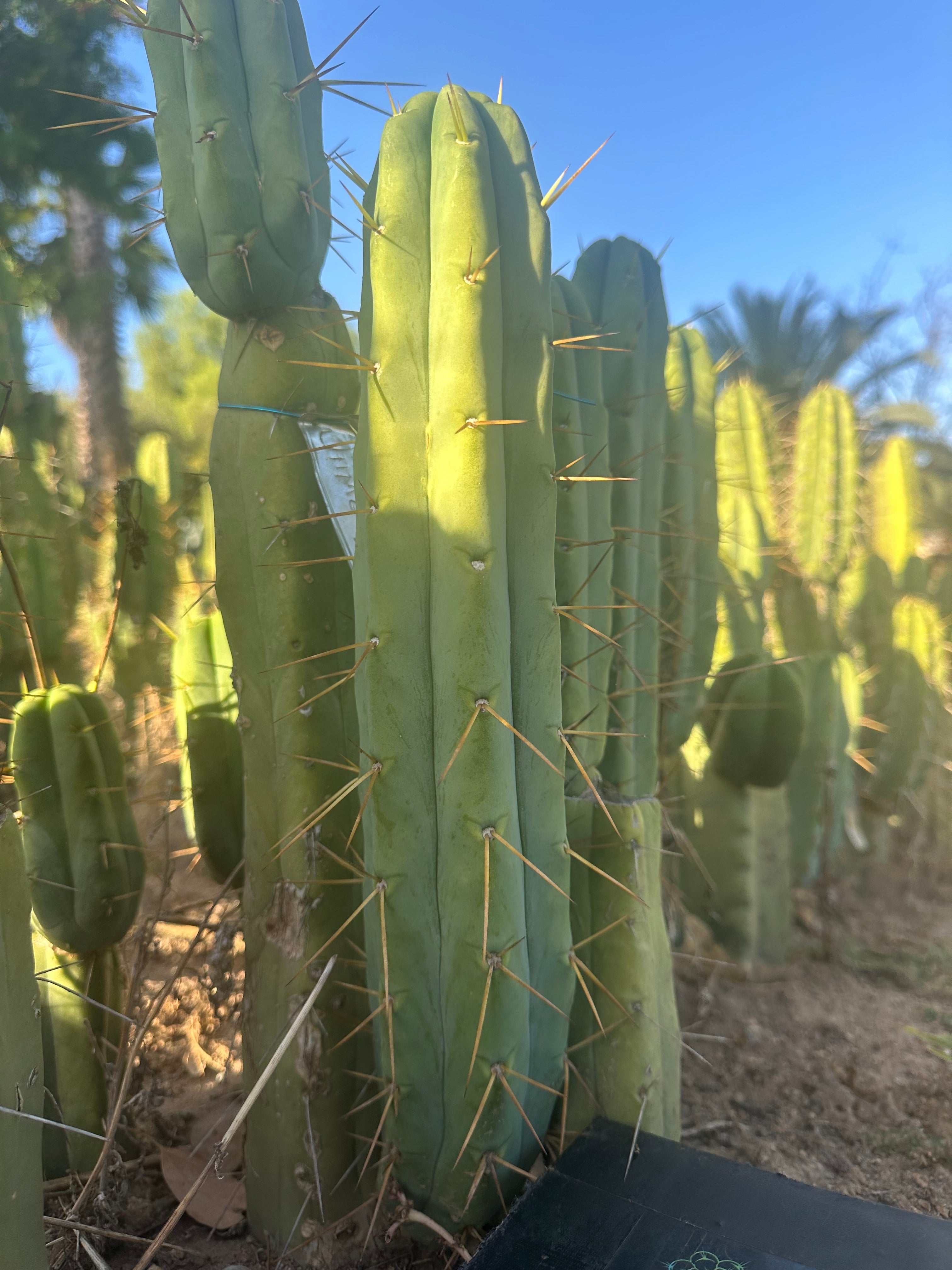 👑🌶️🌶️ Jiimz Twin Spine  — 12” Tips