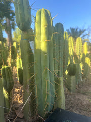 👑🌶️🌶️ Jiimz Twin Spine  — 12” Tips