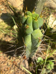 👑🌶️🌶️ Dulzura Wax — 8” Pup