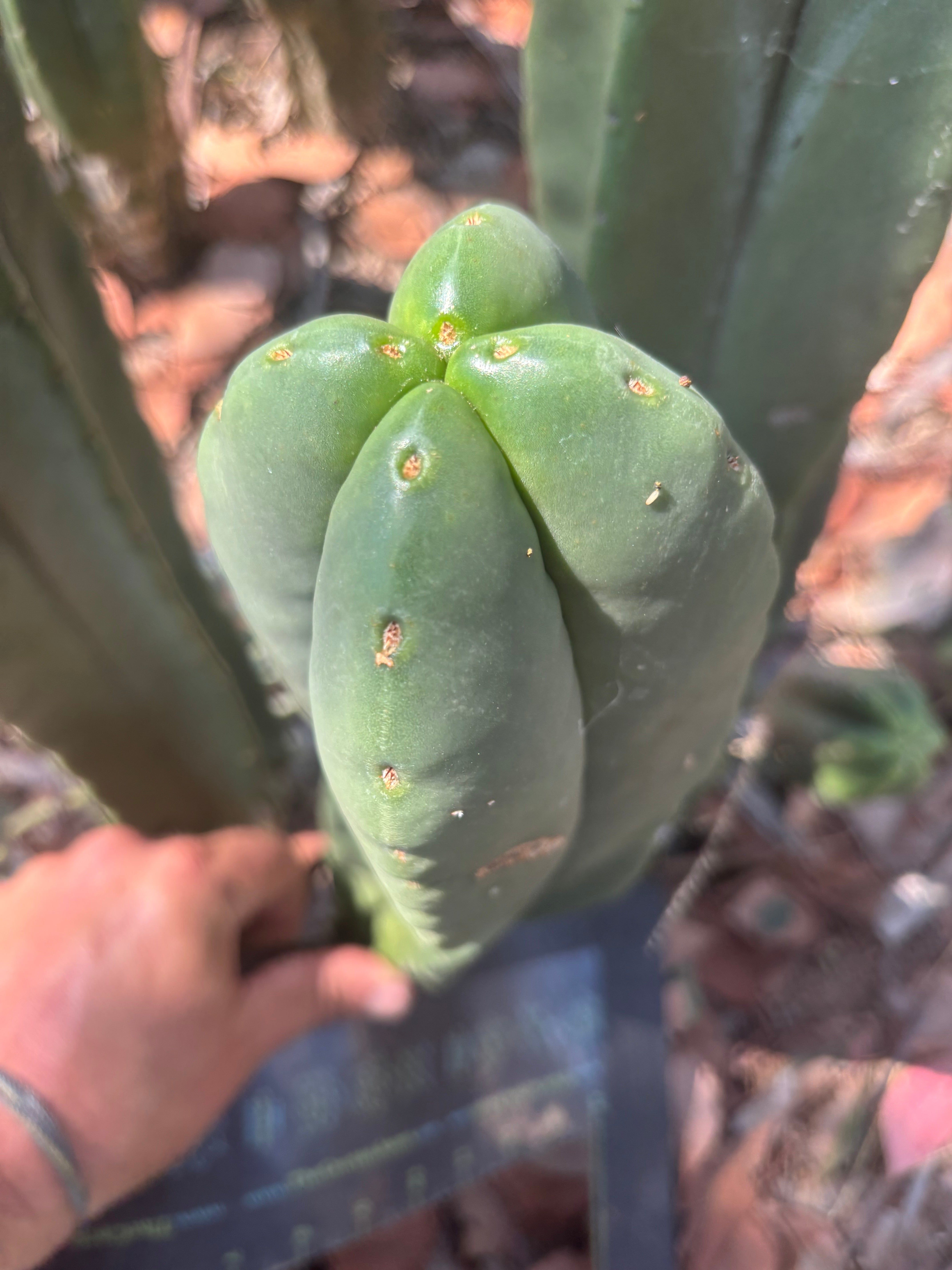 💎👑 Aussie Scop — 11” Fourwang Balloon Tip