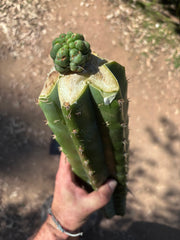 💎👑💎 Havran — Tip Graft on XL Magnum Stock (3 Available)