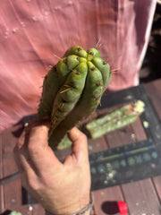 👑🌶️ Yowie — 24” Total