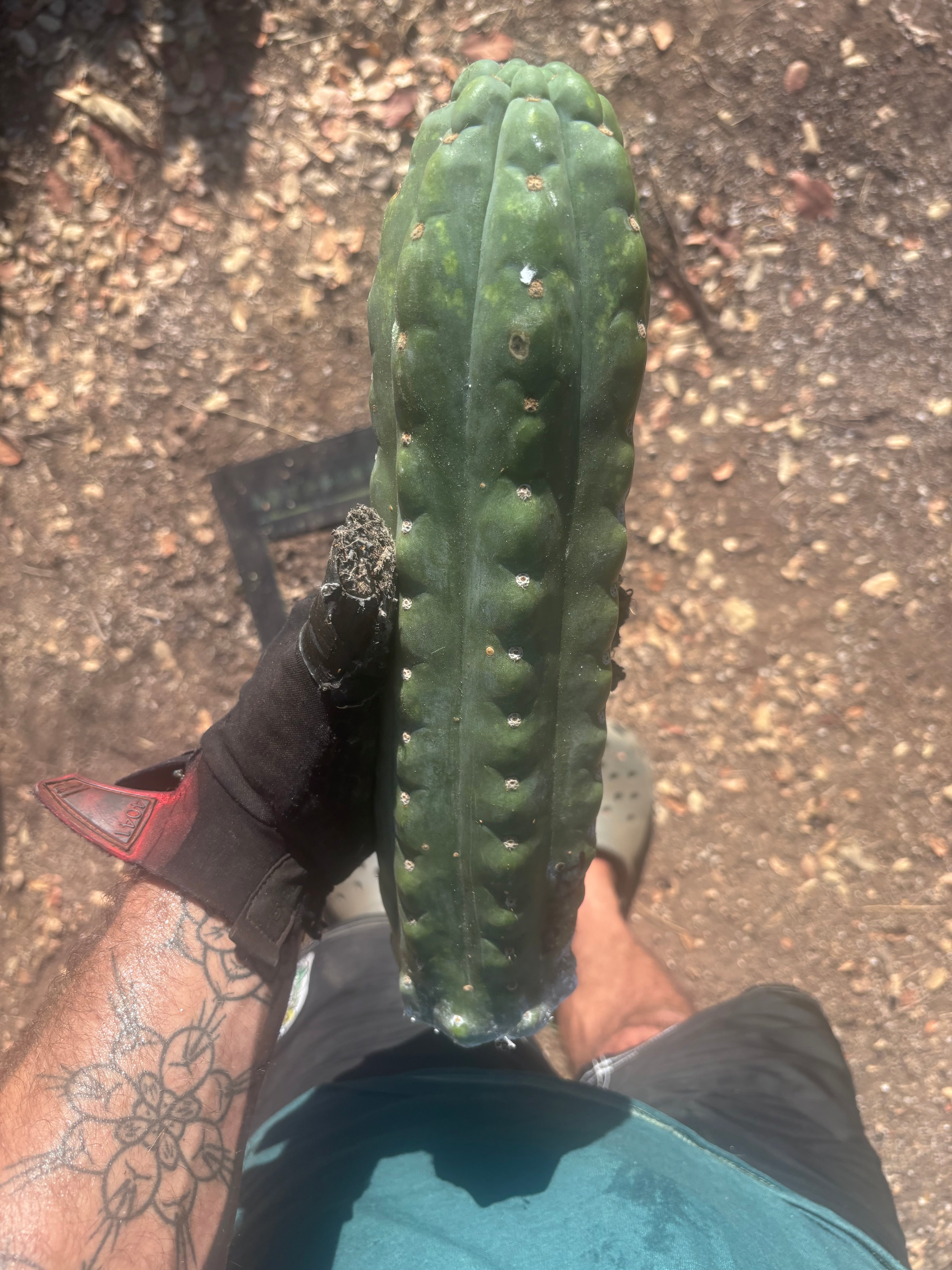 💎👑🌶️  Ichoca — Beefy 14” Notch Missile