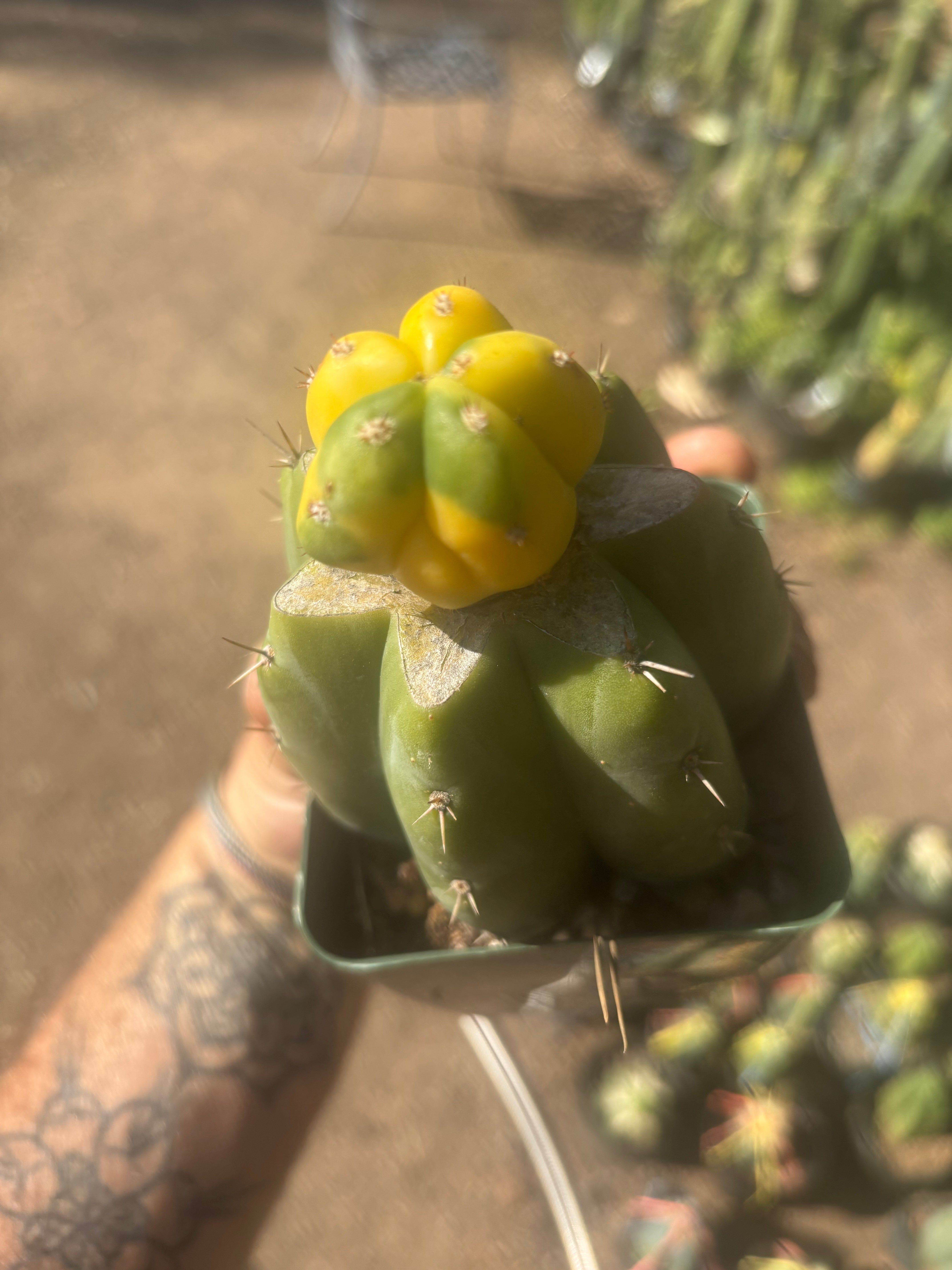 💎🔰 Ferah x Velvet, Vari #3 (FVV3)— Rooted Tip Graft