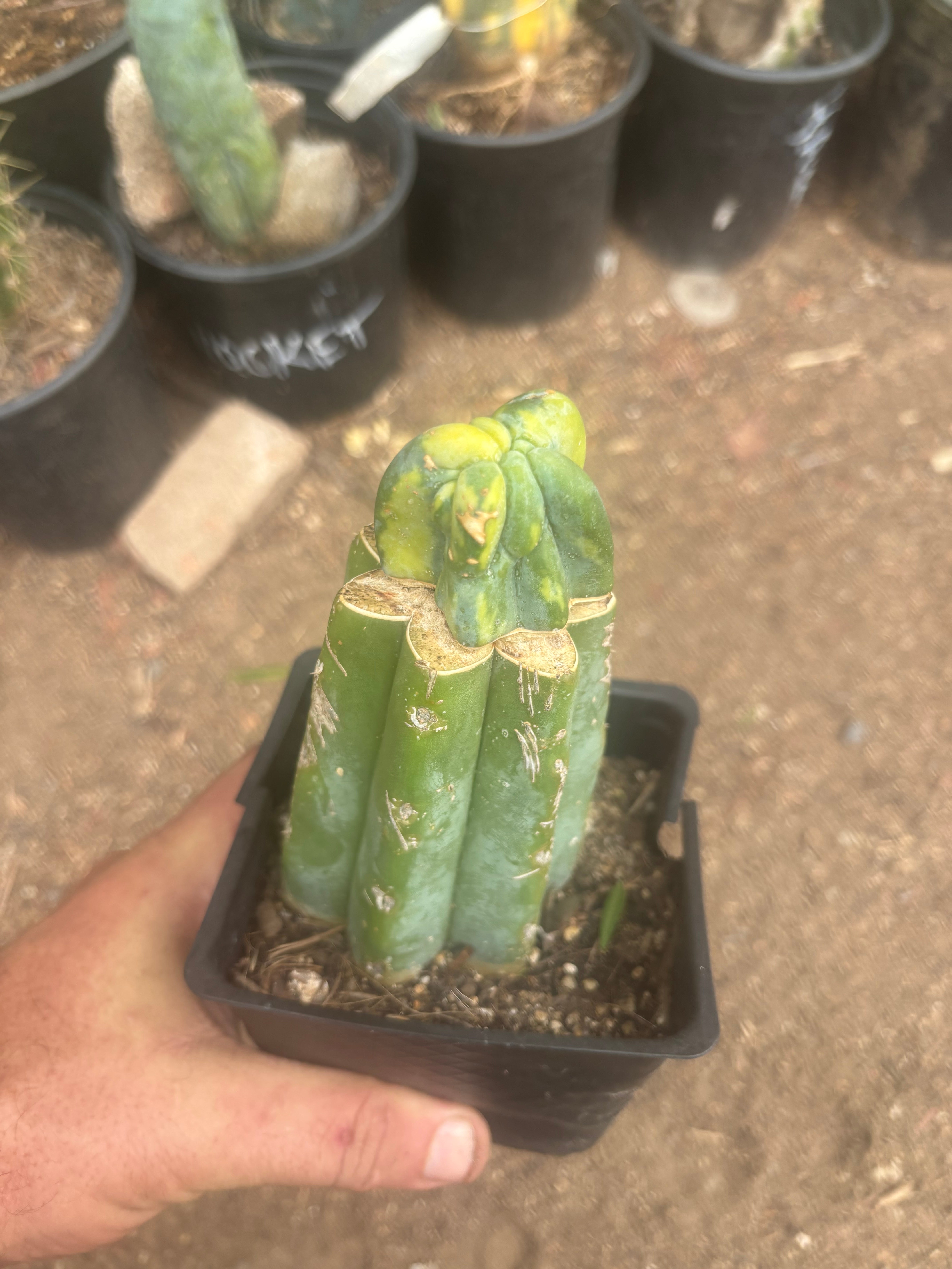 💎🔰 Crested & Variegated Myrtillocactus — Tip Graft