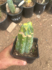 💎🔰 Crested & Variegated Myrtillocactus — Tip Graft