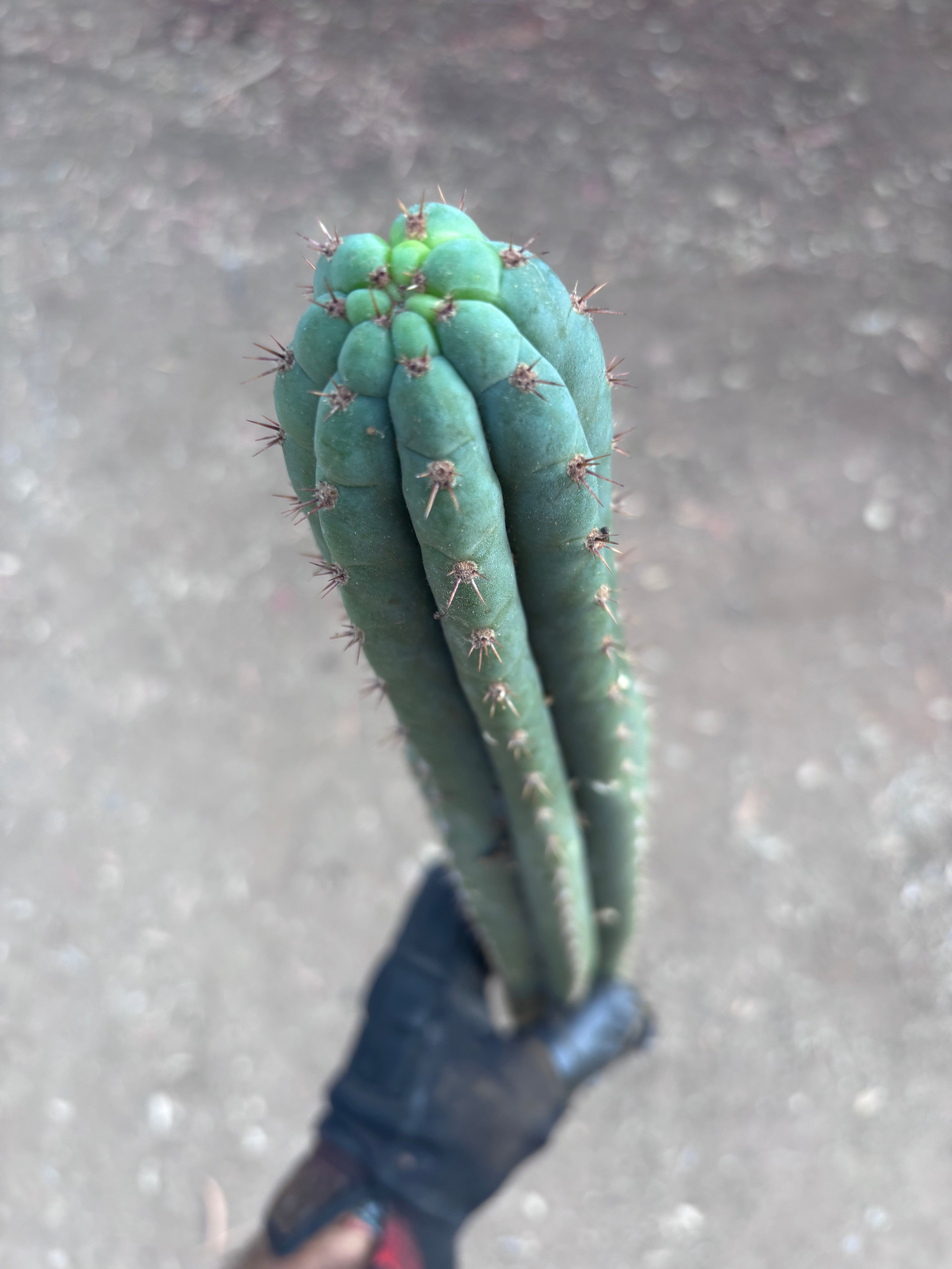 👑🌶️ KK339 — 21” Tip