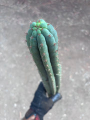 👑🌶️ KK339 — 21” Tip