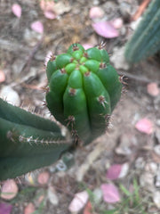 💎👑🌶️ Torres & Torres — 13.5” Pup