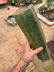 👑🌶️ Psycho0’  — XL 15” LOG
