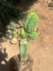 💎👑💎 Havran — Established Multi-Pup Graft on PC