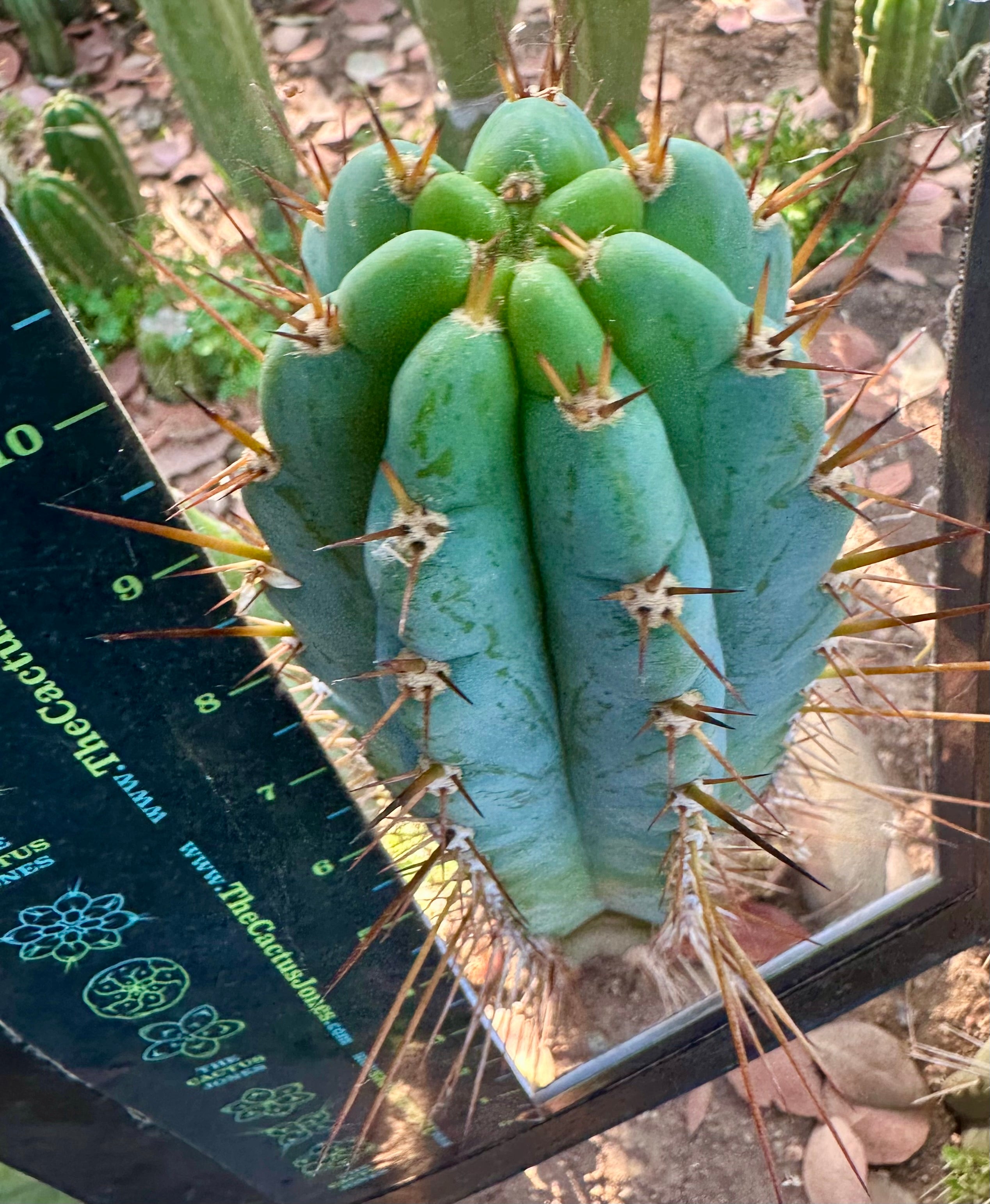 Rosei2 x TA01 (Peru x Peru)— Thick 10” Tip