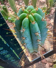 Rosei2 x TA01 (Peru x Peru)— Thick 10” Tip