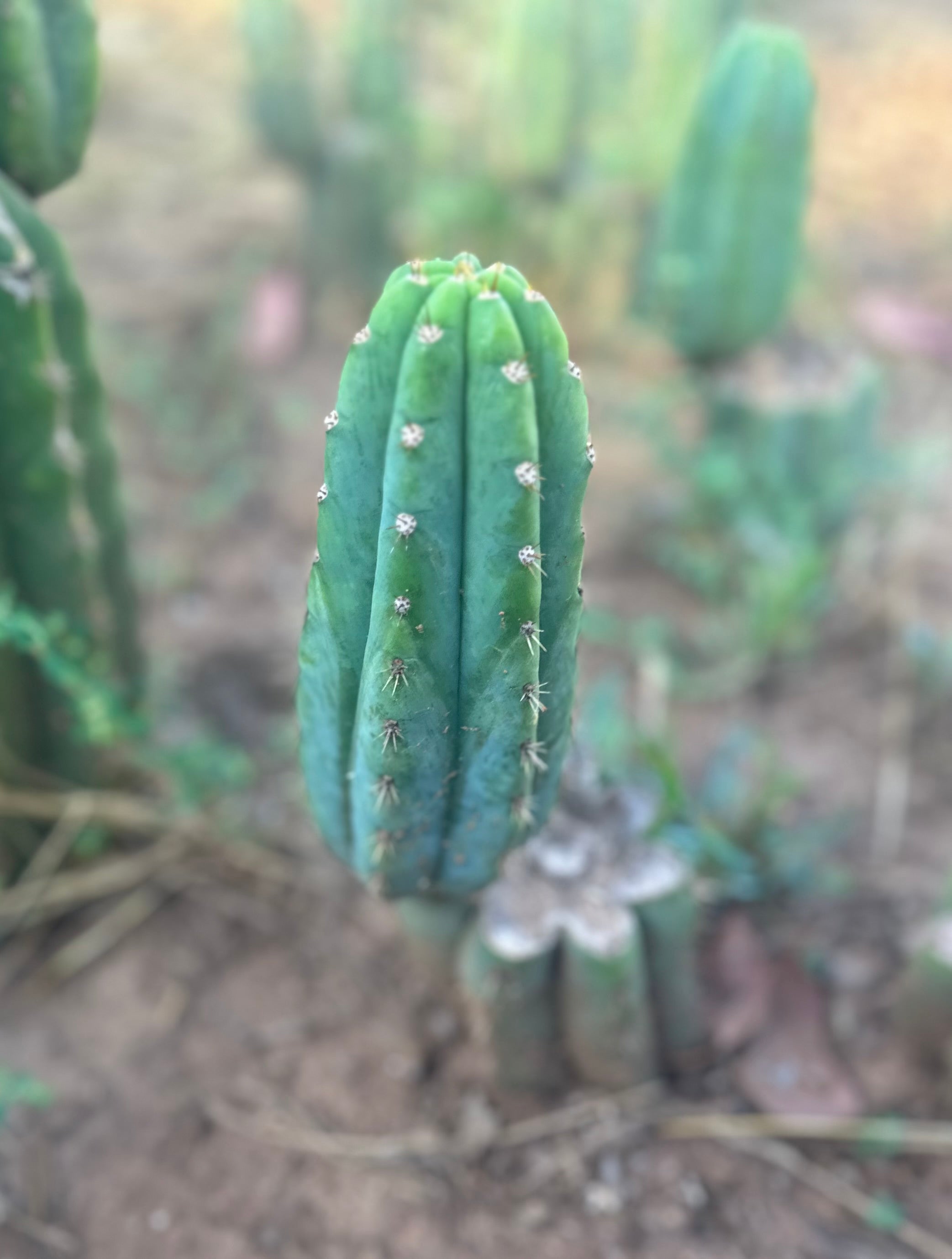 🌶️ JJOP — Fully Rooted Mid with 8” Pup