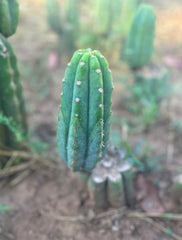 🌶️ JJOP — Fully Rooted Mid with 8” Pup