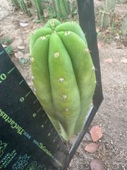 👑🌶️ Quito Q — 10” Pup