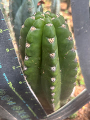 💎🦄 JS444 x Pluto (Cross Genus!) — 9” Tip