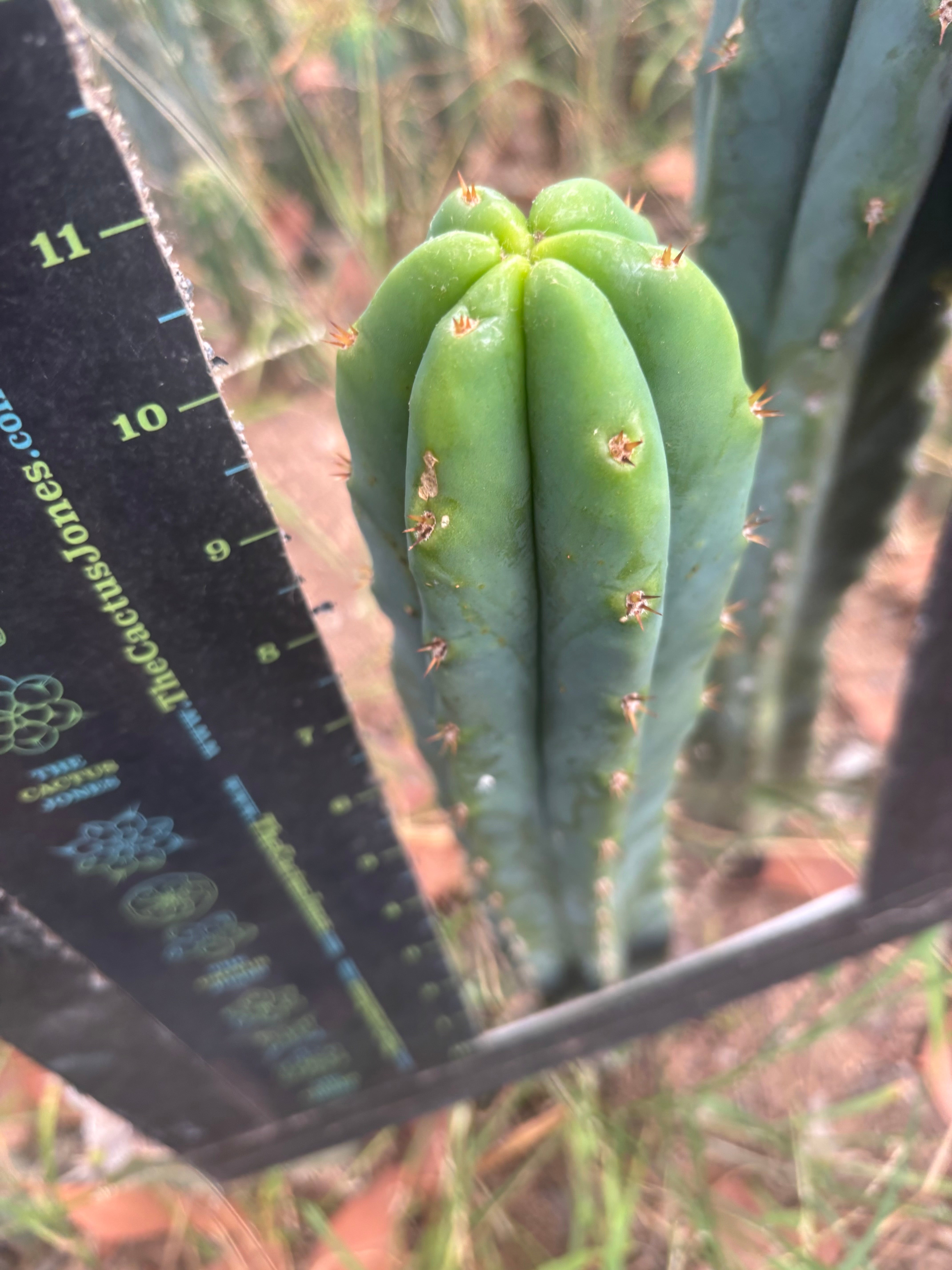 🌶️🌶️ NoidTwo — 11” Tip