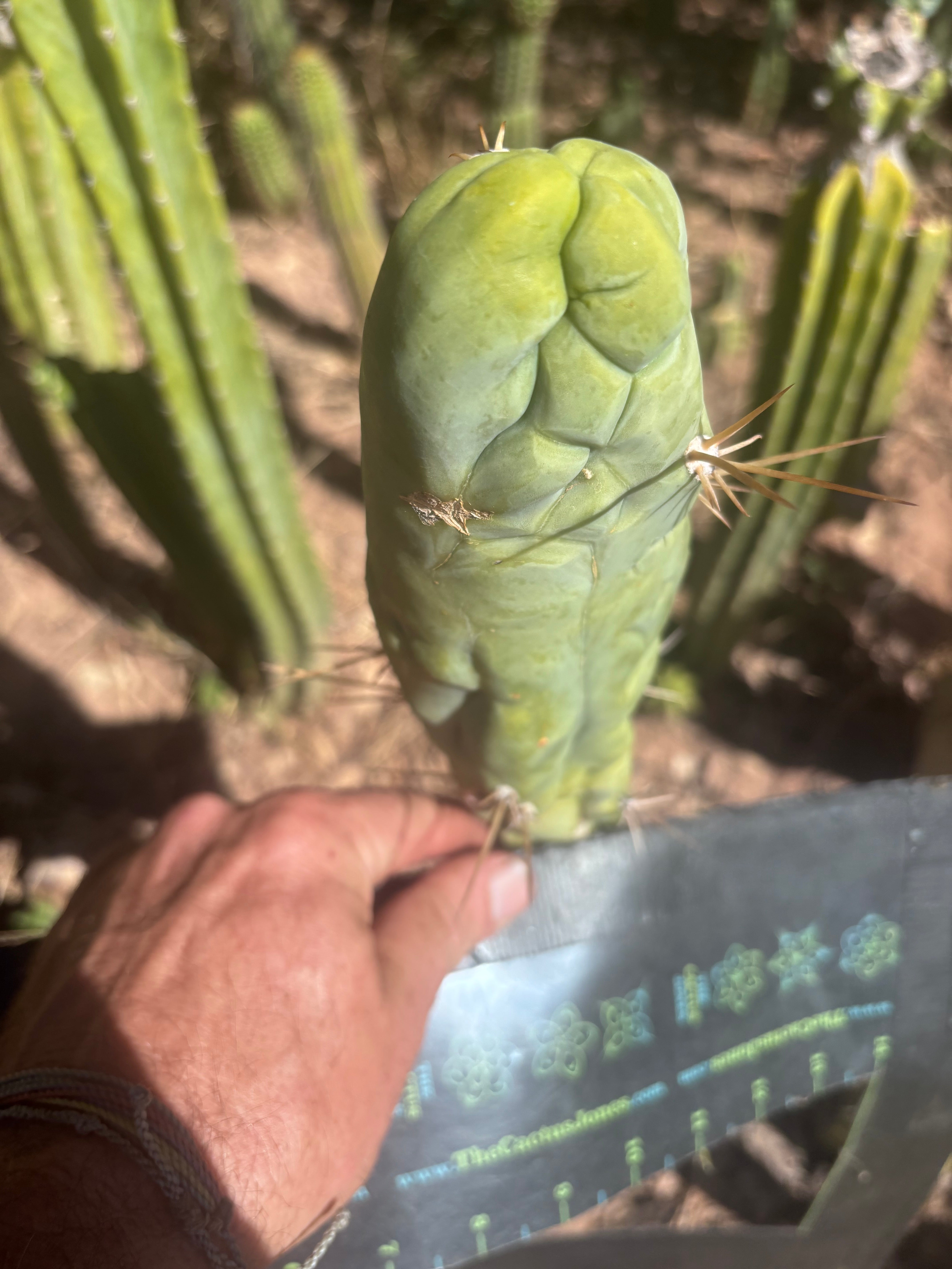 💎👑 Bruce’s Dragon — Chonky 8” Tip