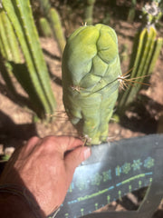 💎👑 Bruce’s Dragon — Chonky 8” Tip