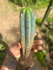 👑🌶️🌶️ Pala! — ROOTED 11” Tip