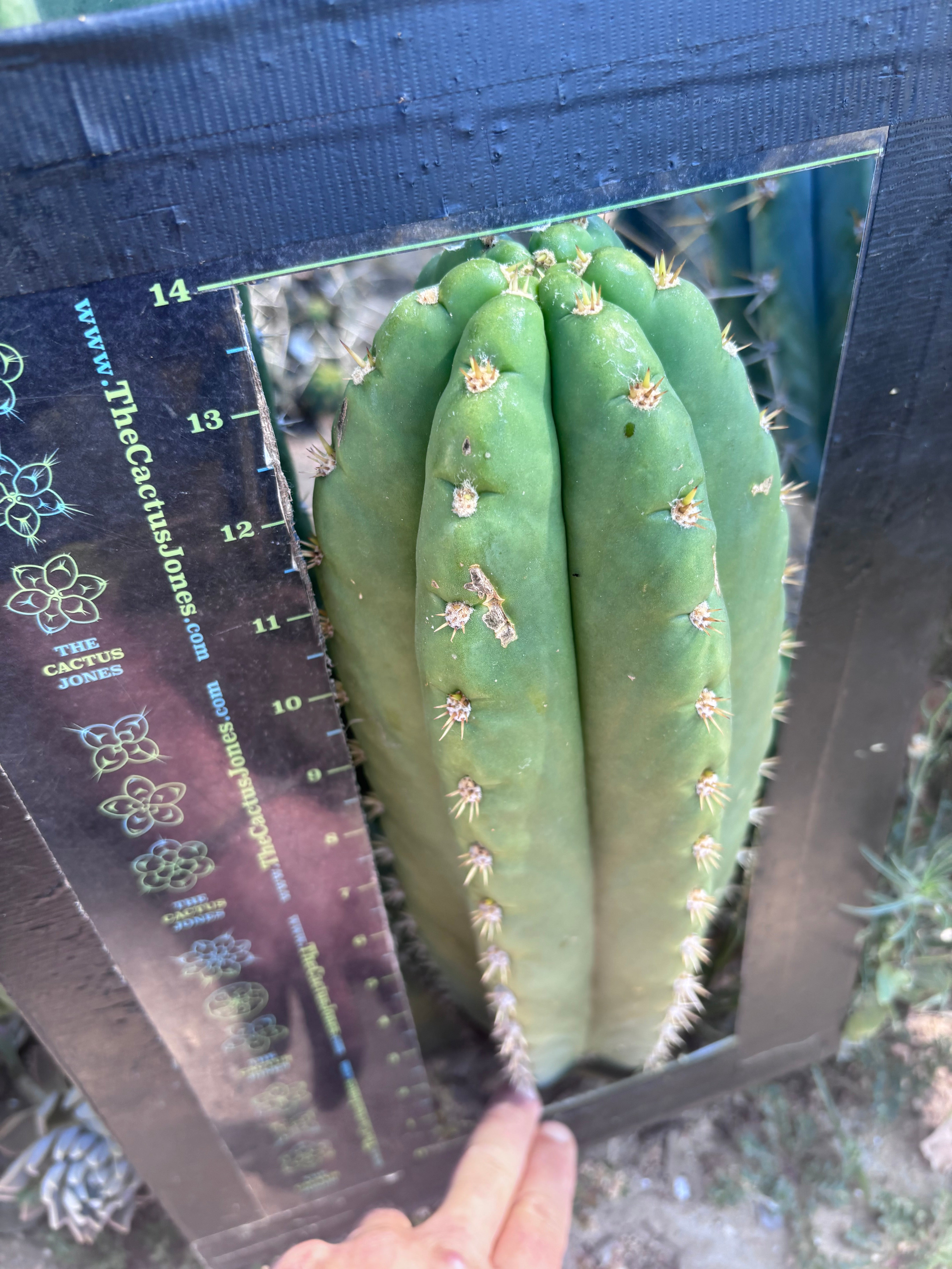 💎🌶️ Tipz x Super Pedro — Massive 15” Pup