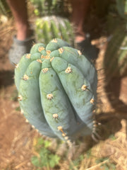 💎👑💎 Althea — *Massive* 9” Tip