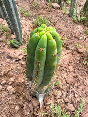 👑 Nash — 9” Grenade