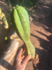 👑🌶️ Juul’s Giant — Rooted 13”