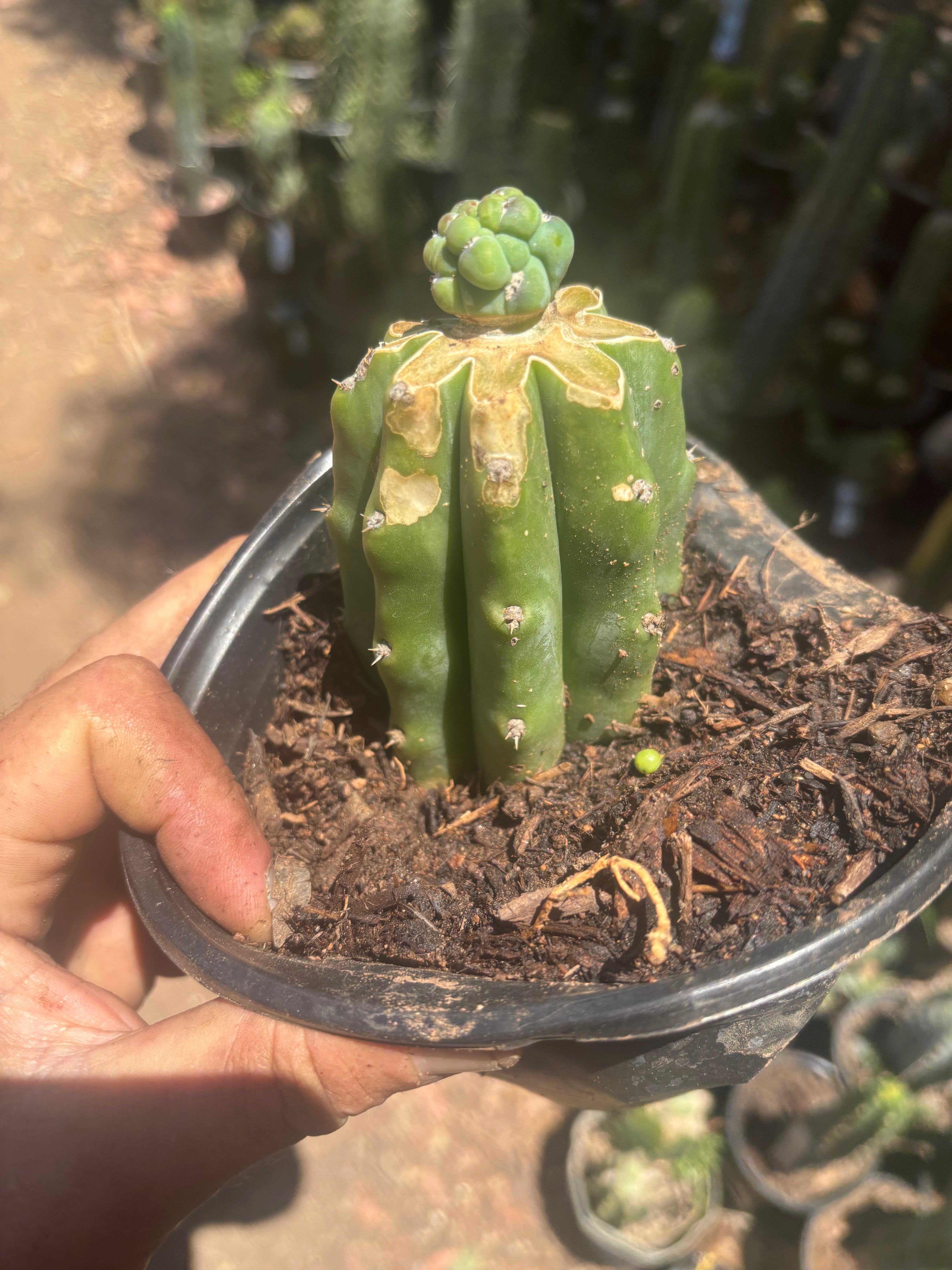 👑 Glorp — Small Pup Graft