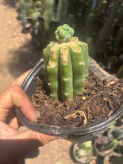 👑 Glorp — Small Pup Graft