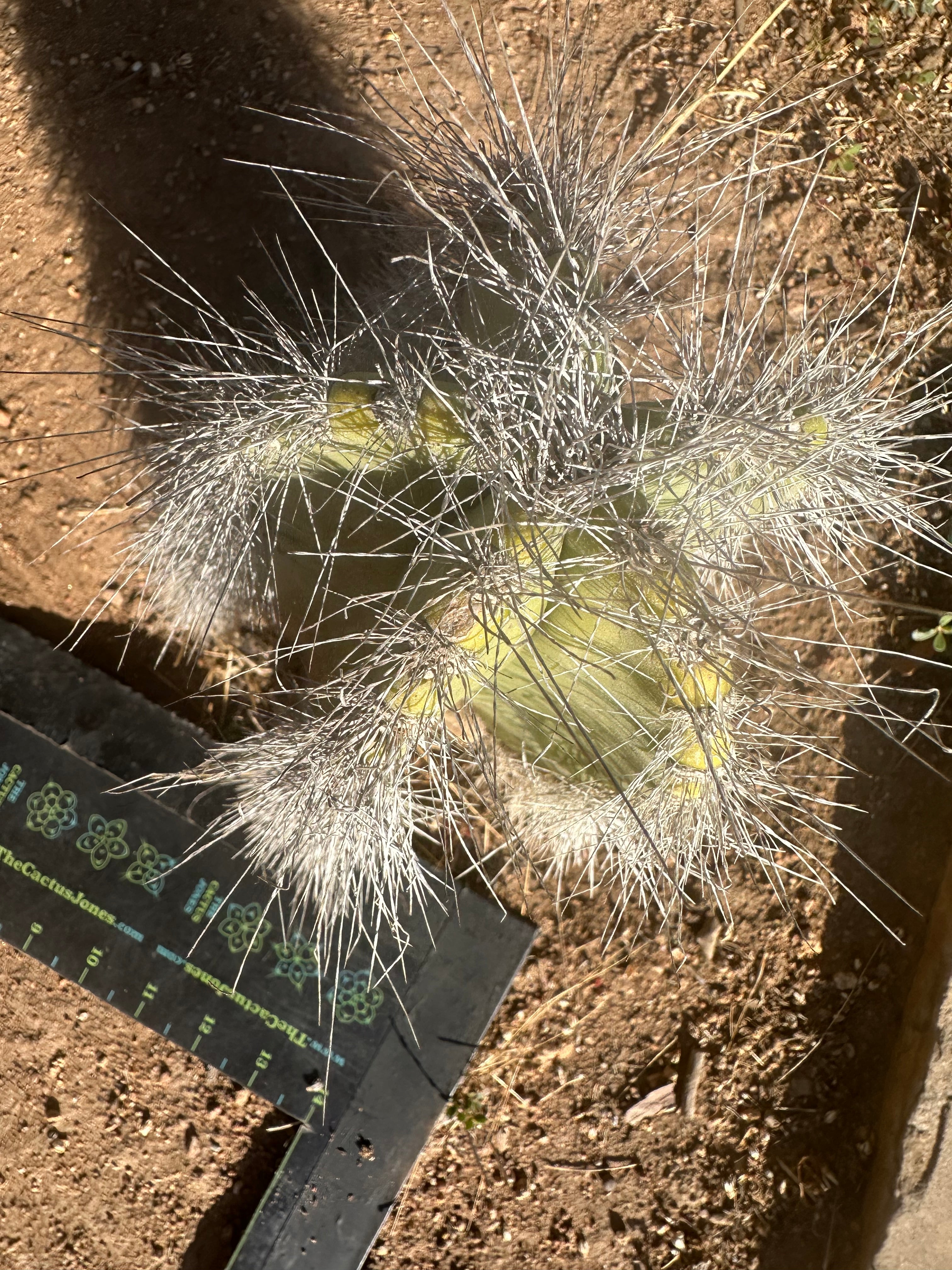 👑 Wooly Rhino — Rooted 11” Whole Plant