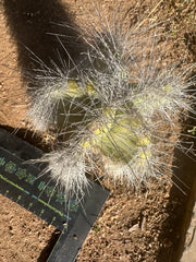 👑 Wooly Rhino — Rooted 11” Whole Plant