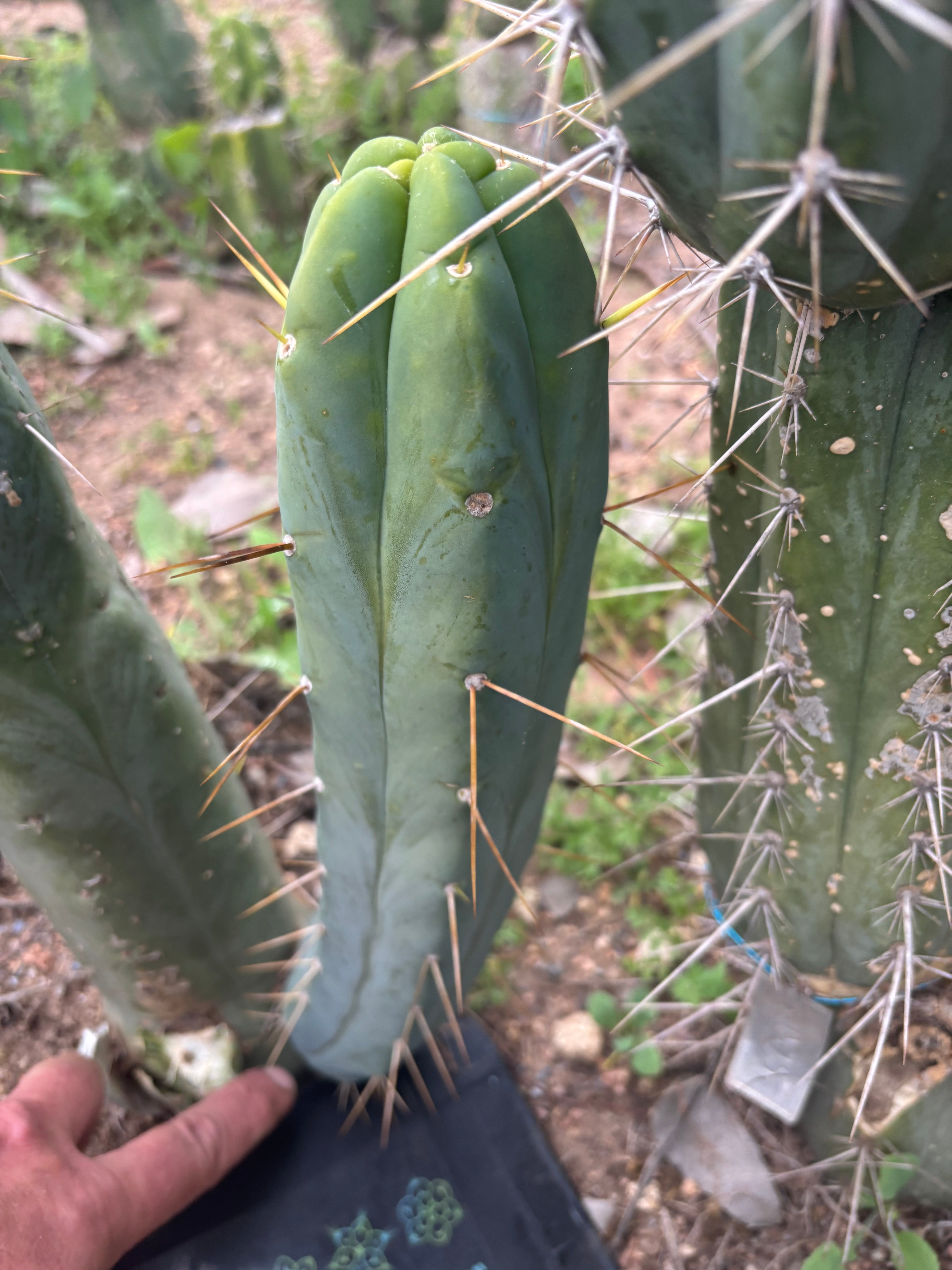 👑🌶️🌶️  Another Jiimz Twin 12” Pup