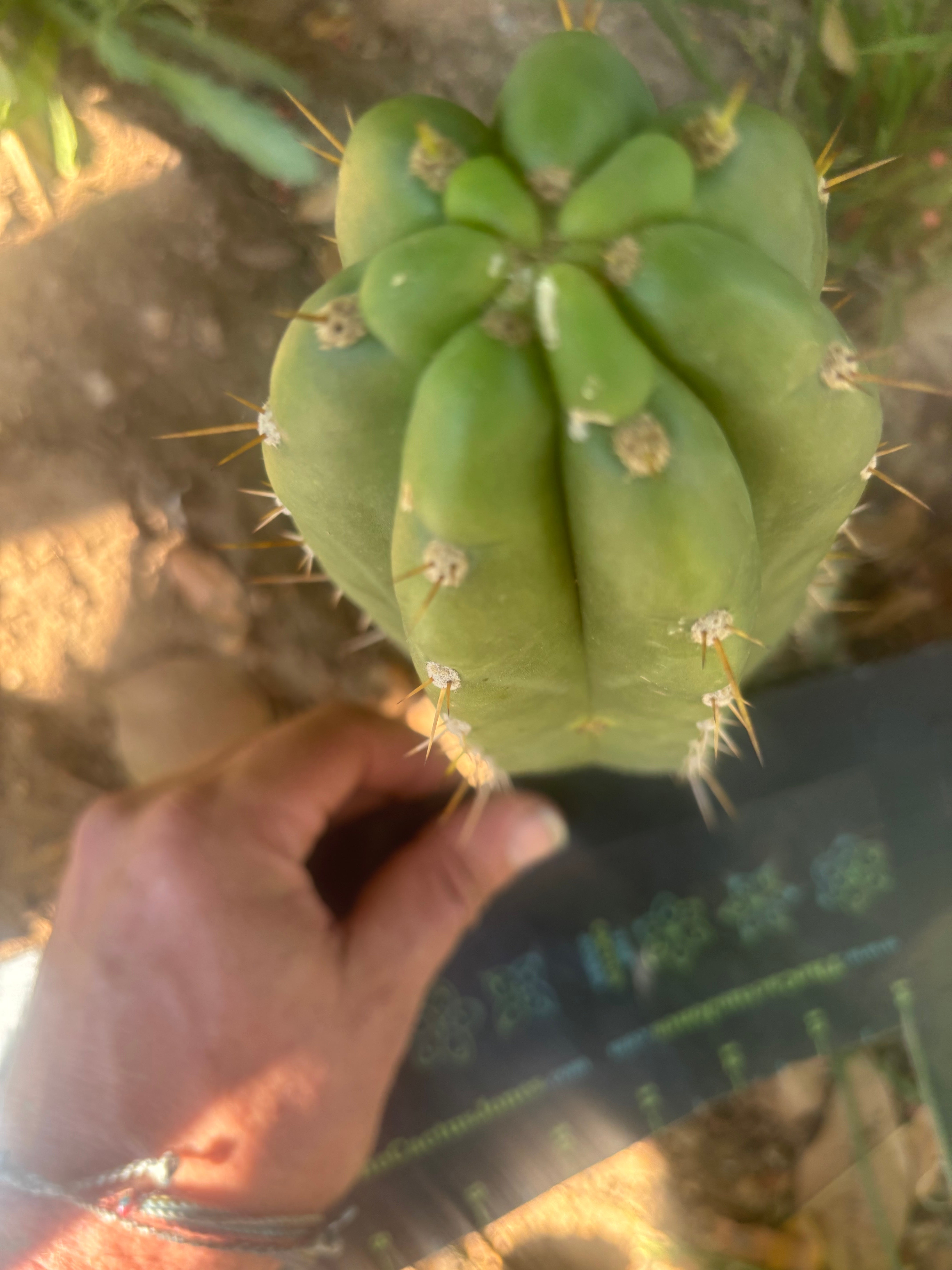 💎👑🌶️ Maranonensis — Chonky 8” Pup