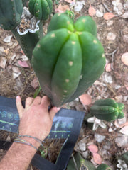 👑🌶️ Scop A — XL 13.5” Pup