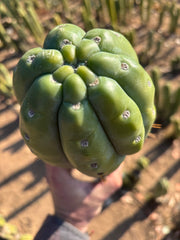 👑💎🌶️  Ashdod — Full Maturity 12” Tip (Last One Ever)