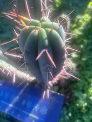 👑🌶️🌶️ Pala! — 11” Pup