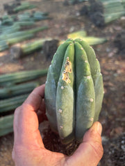 👑🌶️🌶️ Landfill — Rooted Tip